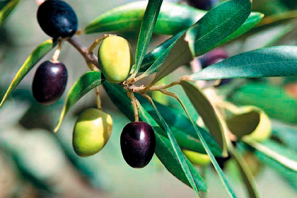 Оливковые плоды