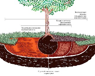 Как посадить дерево