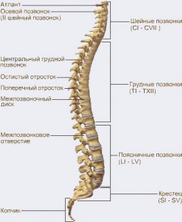 Не уверен   не поднимай  Как уберечь спину при поднятии тяжестей