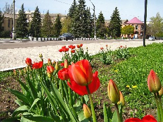 Тюльпаны на улице Пионерская Исполком Торез