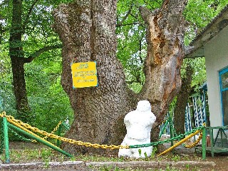 500 летний дуб в Лесной Республике  свидетель похода Богдана Хмельницкого Жёлтые воды