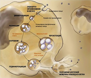Разрушение клеточной мембраны и выход из клетки   Кот в мешке Хламидиоз объединяет Инфекционная версия событий