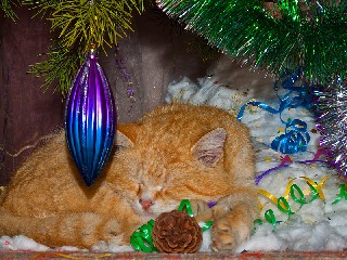 Сон в новогоднюю ночь год кота