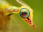 Уникальные насекомые найденные с помошью Интернет