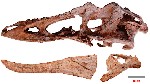 «Длинноносый» цяньчжоузавр   Взлет Тираннозавров